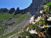 40 Camedrio alpino (Dryas octopetala) in fioritura avanzata con ultima stisciata di neve
